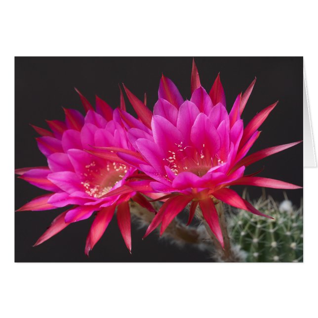 Antimaterie (Vorderseite (Horizontal))