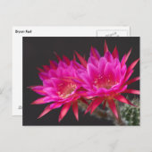 Antimaterie Kaktus Blume zweimal Postkarte (Vorne/Hinten)