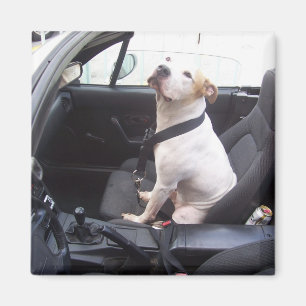 AntiMichael Vick Magnet