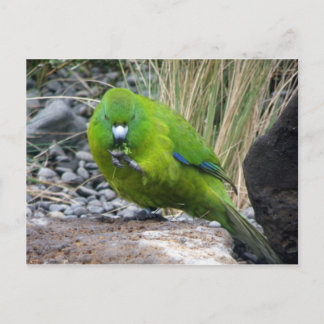 Antipodes Island Parakeet Postkarte