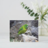 Antipodes Island Parakeet Postkarte (Stehend Vorderseite)
