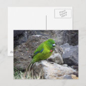 Antipodes Island Parakeet Postkarte (Vorne/Hinten)