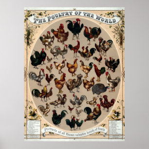 Antique 1868 Poultry Of The World Poster