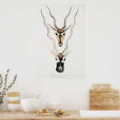 Antique African Antelope Horns Vintag Animal Poster (Küche)