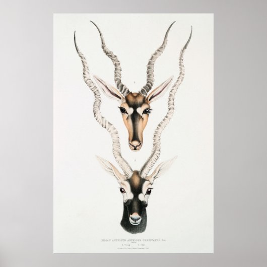 Antique African Antelope Horns Vintag Animal Poster (Vorne)