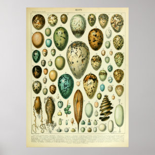 Antique Bird Eggs Mauer Wohngestaltung Poster
