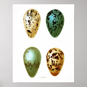 Antique Bird Eggs Print no.8 Easter Spring Decor Poster