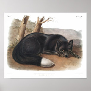 Antique Black Fox Print Vintag Academia Cabincine Poster