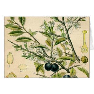 Antique Blackthorn Botanische Print Blume Berry