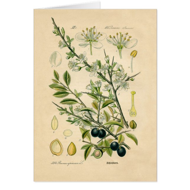 Antique Blackthorn Botanische Print Blume Berry (Vorne)