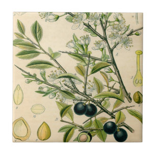 Antique Blackthorn Botanische Print Blume Berry Fliese
