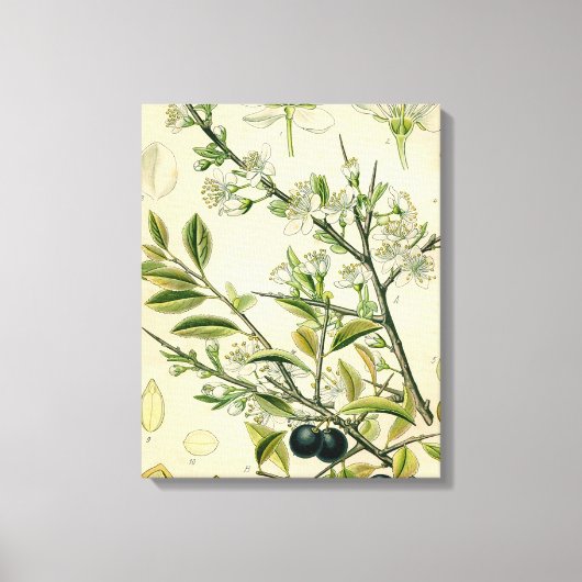 Antique Blackthorn Botanische Print Blume Berry Leinwanddruck (Vorderseite)