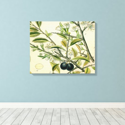 Antique Blackthorn Botanische Print Blume Berry Leinwanddruck (Insitu (Holzboden))
