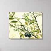 Antique Blackthorn Botanische Print Blume Berry Leinwanddruck (Vorderseite)