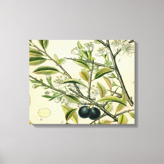 Antique Blackthorn Botanische Print Blume Berry Leinwanddruck (Vorderseite)