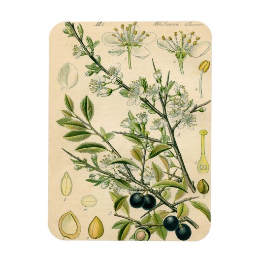 Antique Blackthorn Botanische Print Blume Berry Magnet (Vertikal)