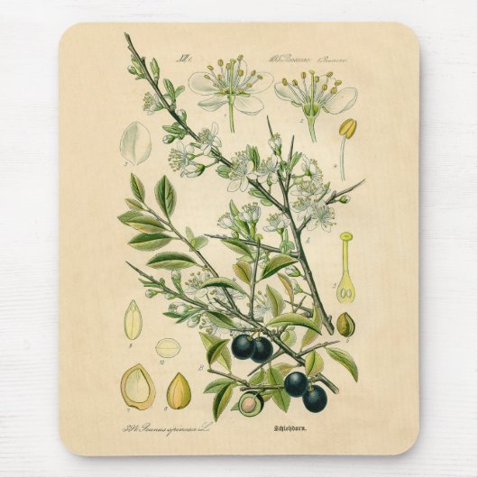Antique Blackthorn Botanische Print Blume Berry Mousepad (Vorne)