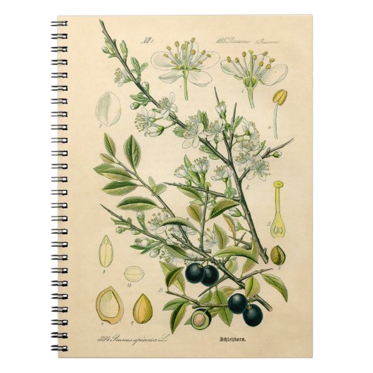 Antique Blackthorn Botanische Print Blume Berry Notizblock (Vorderseite)