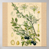 Antique Blackthorn Botanische Print Blume Berry Poster (Vorne)