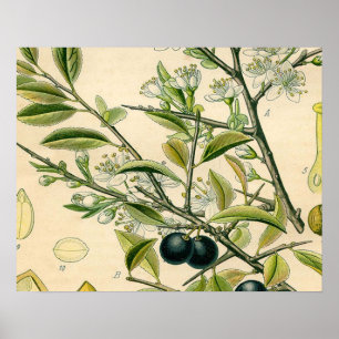 Antique Blackthorn Botanische Print Blume Berry Poster