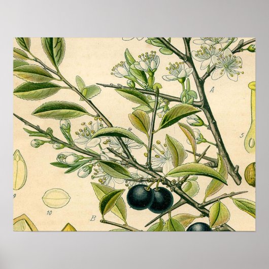 Antique Blackthorn Botanische Print Blume Berry Poster (Vorne)