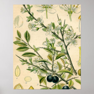 Antique Blackthorn Botanische Print Blume Berry Poster