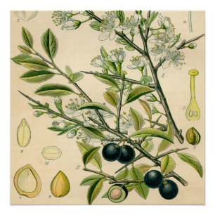 Antique Blackthorn Botanische Print Blume Berry Poster