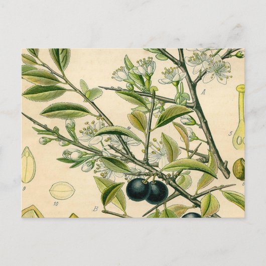 Antique Blackthorn Botanische Print Blume Berry Postkarte (Vorderseite)