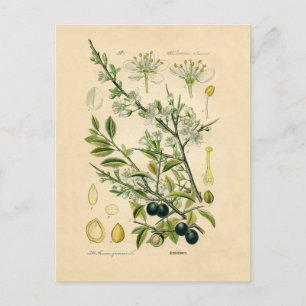 Antique Blackthorn Botanische Print Blume Berry Postkarte