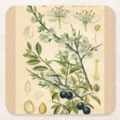 Antique Blackthorn Botanische Print Blume Berry Rechteckiger Pappuntersetzer (Vorderseite)
