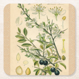 Antique Blackthorn Botanische Print Blume Berry Rechteckiger Pappuntersetzer