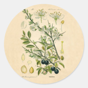 Antique Blackthorn Botanische Print Blume Berry Runder Aufkleber