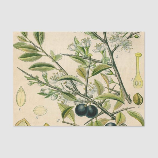 Antique Blackthorn Botanische Print Blume Berry Seidenpapier (Vorderseite)