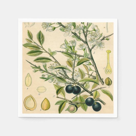 Antique Blackthorn Botanische Print Blume Berry Serviette (Vorderseite)