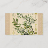 Antique Blackthorn Botanische Print Blume Berry Visitenkarte (Rückseite)