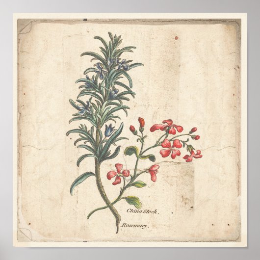 Antique Botanical Print Poster Rosemary Herb (Vorne)