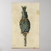 Antique Botany Poster - Ananas (Vorne)