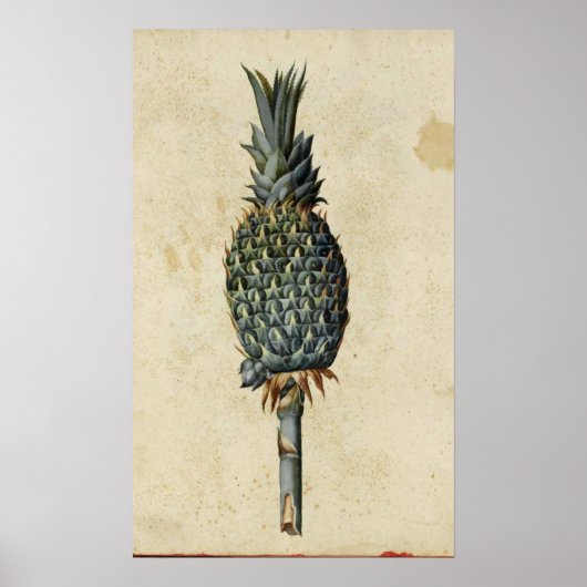 Antique Botany Poster - Ananas (Vorne)