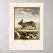 Antique Bunny Rabbit Color Etwas Poster (Vorne)