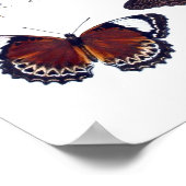 Antique Butterfly Natural History Art Printing No. Poster (Ecke)