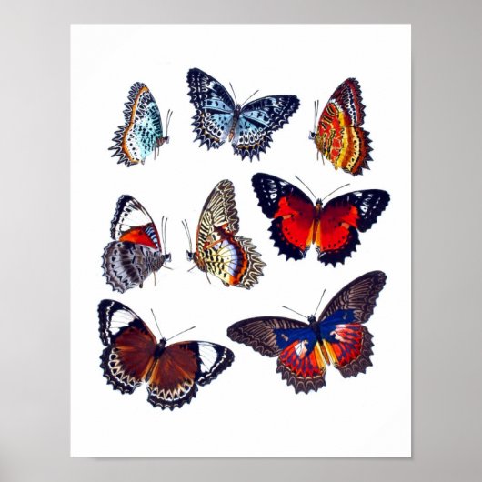 Antique Butterfly Natural History Art Printing No. Poster (Vorne)