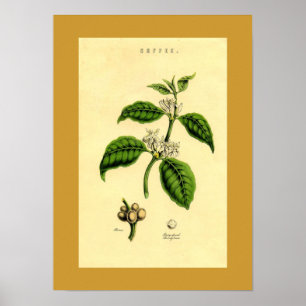 Antique Coffee Plant Botanical Print Poster