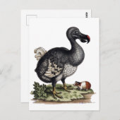 Antique Dodo Bird und Guinea Pig Postkarte (Vorne/Hinten)