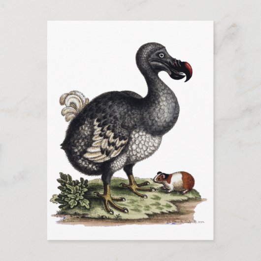 Antique Dodo Bird und Guinea Pig Postkarte (Vorderseite)