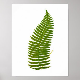 Antique Fern Botanical print no.3 Garden Deco Poster