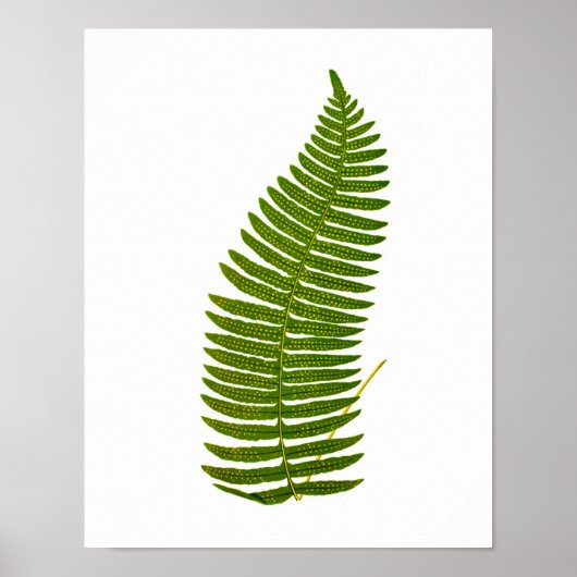 Antique Fern Botanical print no.3 Garden Deco Poster (Vorne)