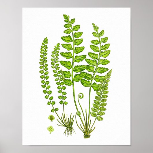 Antique Fern Print #12 Grüne Natur Botanische Kuns Poster (Vorne)
