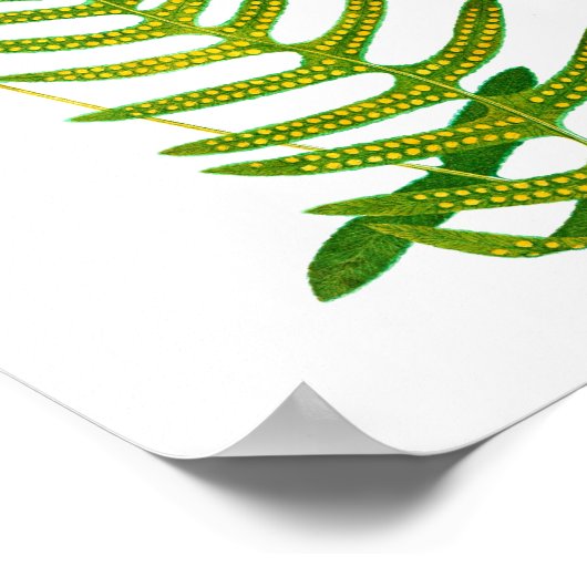 Antique Fern Print No.2 Botanik Art Poster (Ecke)