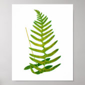 Antique Fern Print No.2 Botanik Art Poster (Vorne)