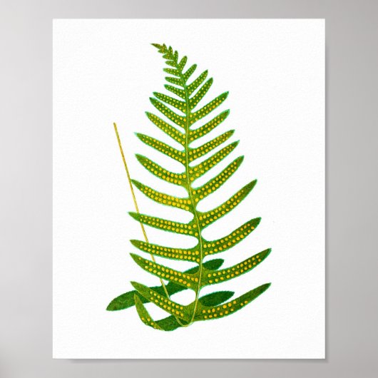 Antique Fern Print No.2 Botanik Art Poster (Vorne)